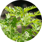 センキュウ(川芎)