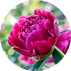 シャクヤク(赤芍)