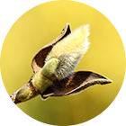 マグノリア(辛夷)