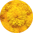 Chrysanthemum (Flower)